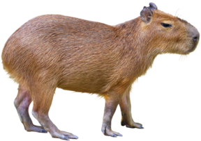 capybara